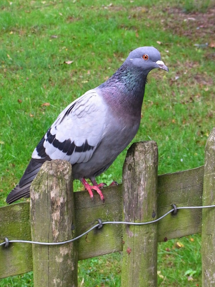 Pigeon