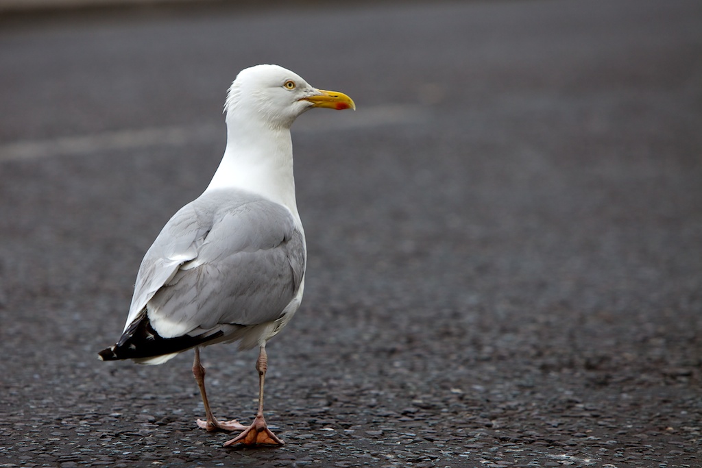 Look Right, Look Left