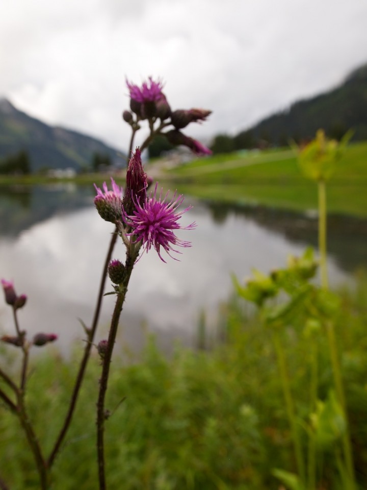 Mountain Flower