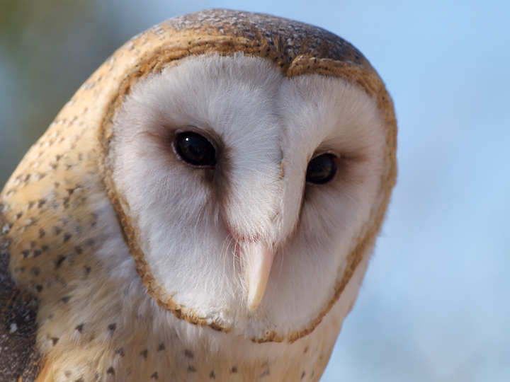 Barn Owl