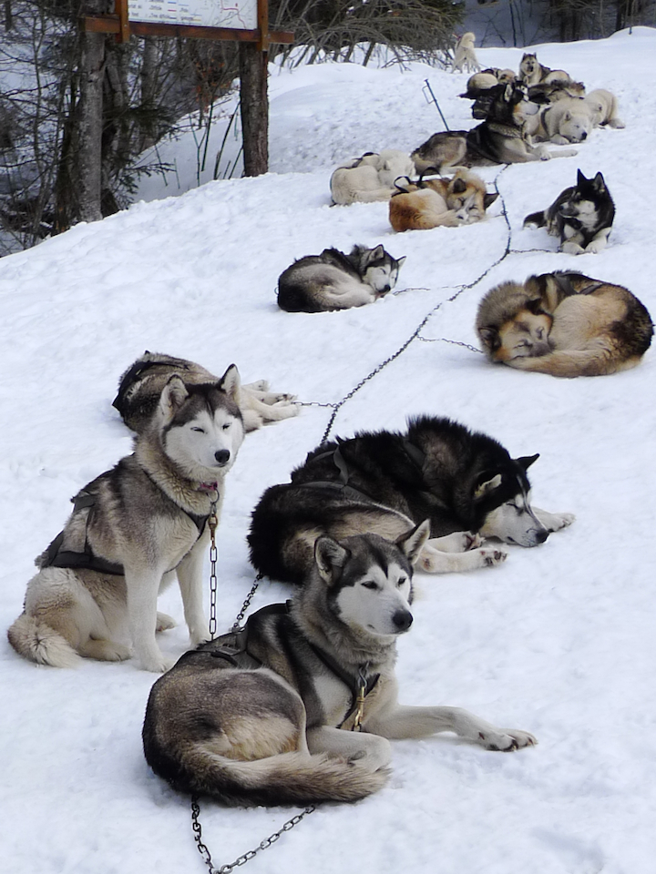 Huskies