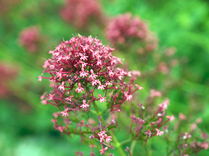 Chidham Flowers