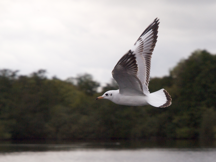 Featherweight