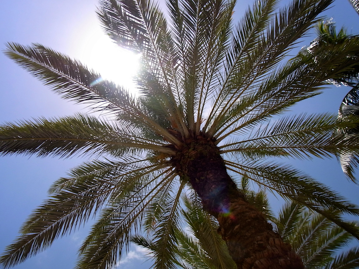 Palm